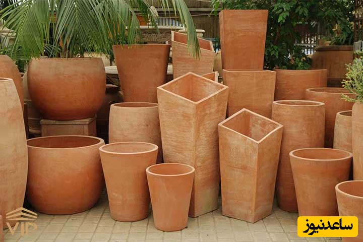 عکس لوله شدن برگ سانسوریا نشان می‌دهد زهکشی گلدان و خاک بسیار اهمیت دارد.