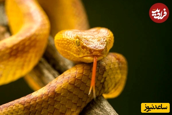 افعی سرنیزه‌ای زرین 