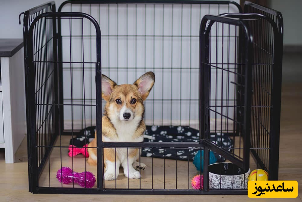 قفس سگ