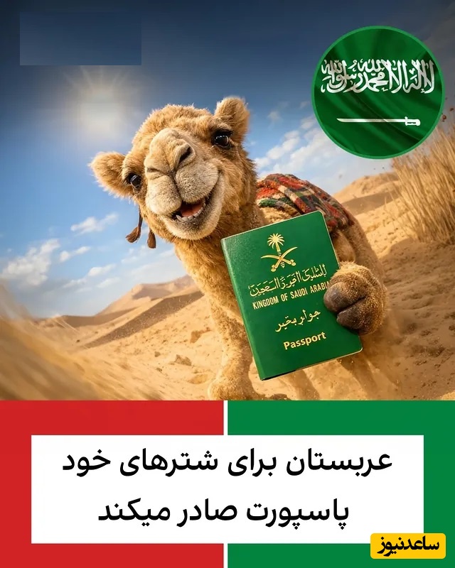 عربستان برای شترهای خود پاسپورت صادر می‌کند / شترها هم هویت رسمی گرفتند