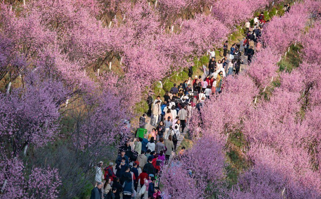 عبور جمعیت از میان شکوفه ها