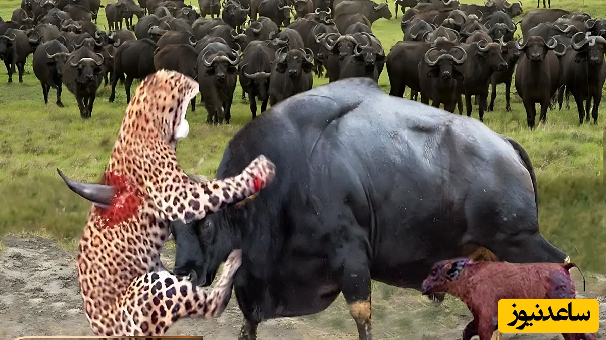 (ویدیو) وقتی طبیعت بی‌رحم می‌شود/ نگاه بوفالوی مادر به لحظه‌ی تلخ مرگ فرزندش توسط شیر!