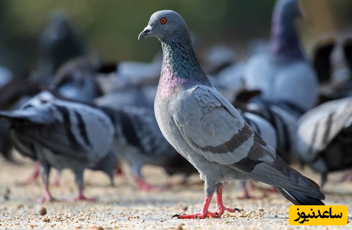 دانلود افکت صوتی بق بقوی کبوتر با کیفیت بالا