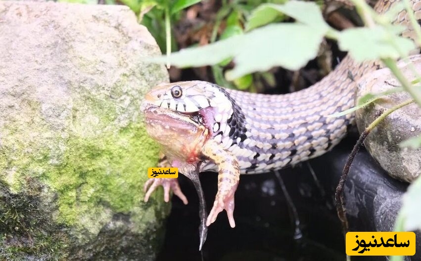 بلعیدن قورباغه توسط مار