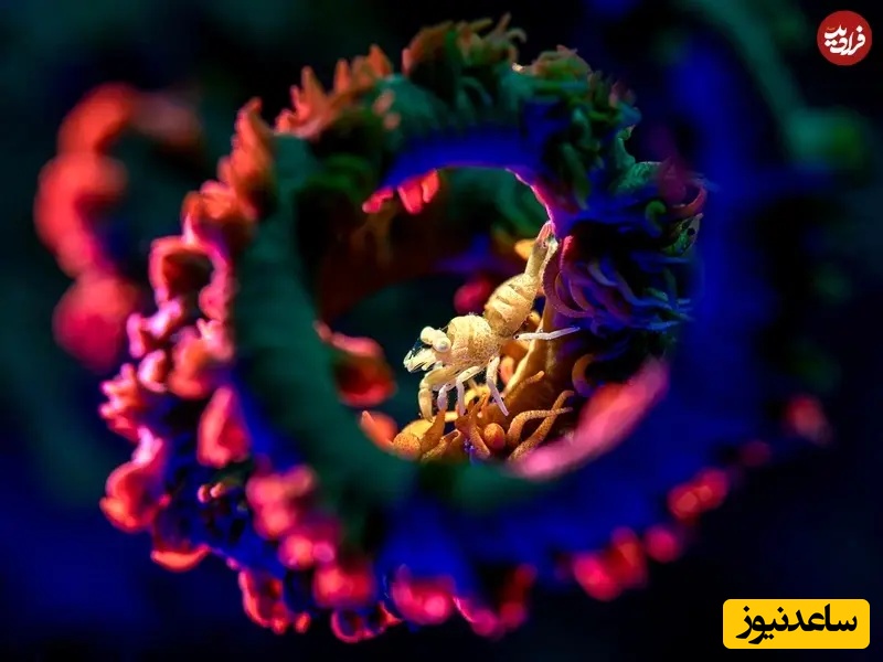 برنده بخش ماکرو | یک میگوی درون خانه مارپیچی و مرجانی‌اش