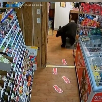 (ویدئو) خرس سیاه یک بسته پاستیل خرسی از سوپرمارکت سرقت کرد / آخی خودشو دیده خوشش اومده🤭