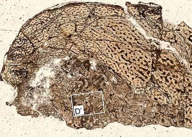 تحلیل دقیق ساختار استخوانی فسیل‌ها مانند این استخوان پا می‌تواند سن آنکیلوسورها را در زمان مرگ نشان دهد