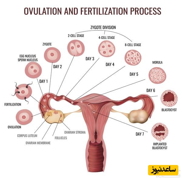 اندام زنانه