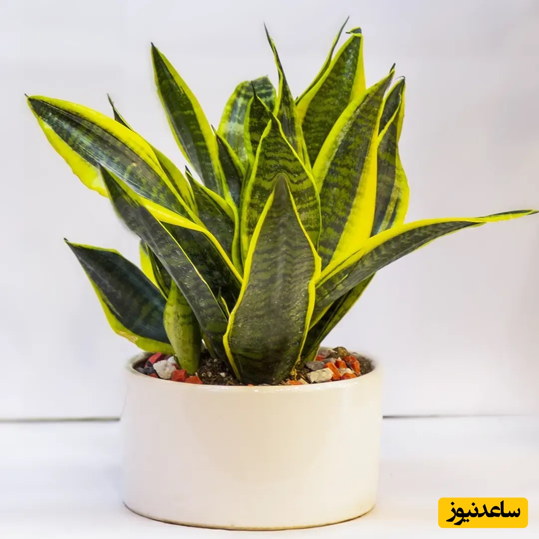 معرفی گیاه سانسوریا