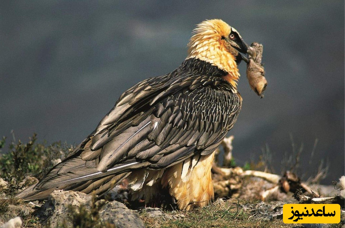 هما یا کرکس ریش‌دار همراه با بقایای یک گوسفند