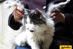 اتفاقی عجیب در یکی از شهرهای ایران! گربه‌ای با بال واقعی مردم رو شوکه کرد/  مگه میشه همچین چیزی+ ویدیو