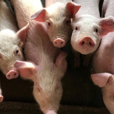 خوک درمانی؛ از غلت زدن در مدفوع حیوان تا زیستن مانند آن ها برای زندگی بهتر! + فیلم