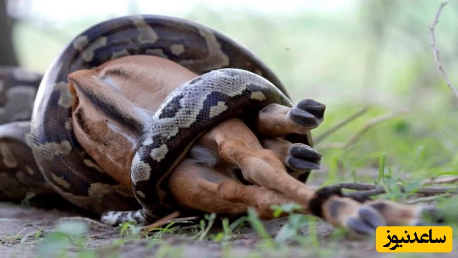 حیات وحش ؛ مستند حیات وحش حیوانات / پاره شدن شکم مار پیتون پس از بلیعدن ایمپالا