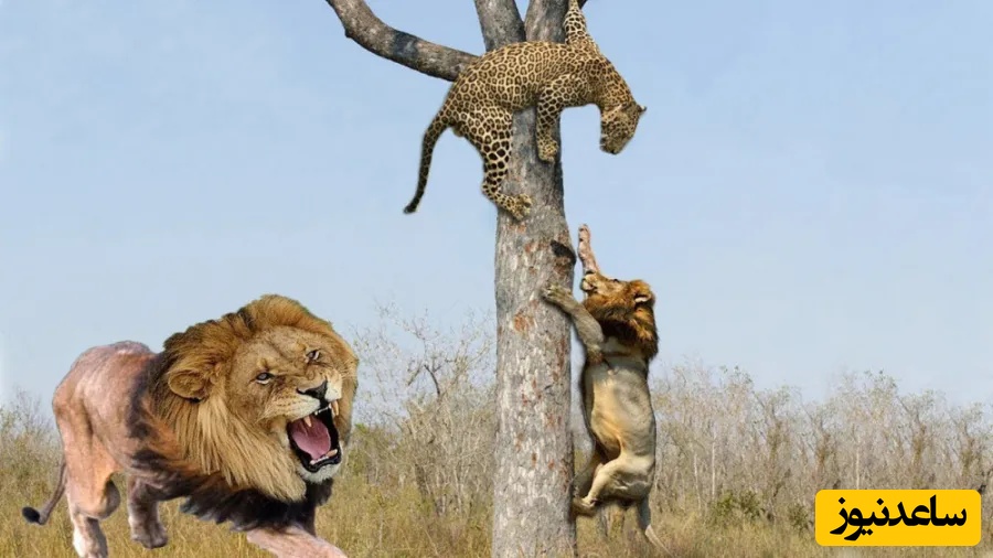 حیات وحش ؛ مستند حیات وحش حیوانات / شیر نر و تصاحب شکار پلنگ