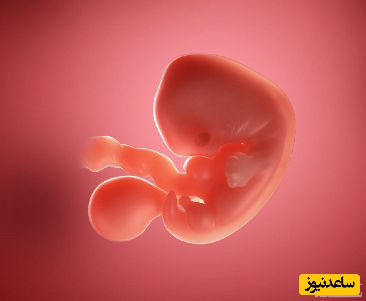 نقش هورمون پروژسترون در بارداری