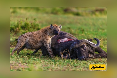 (ویدئو) ویژه علاقه مندان به مستند حیات وحش حیوانات:نبرد خونین بوفالو و کفتارهای وحشی/ چند نفر به یه نفر؟