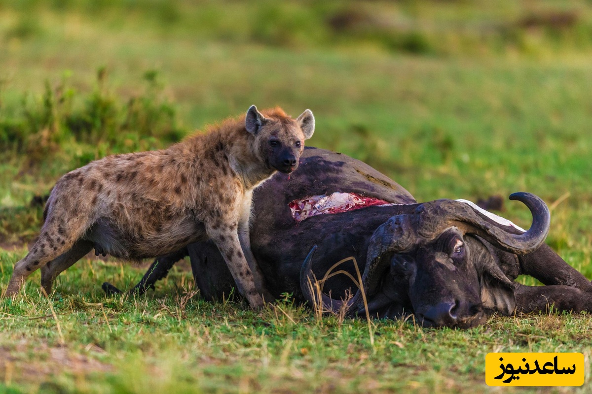 (ویدئو) ویژه علاقه مندان به مستند حیات وحش حیوانات:نبرد خونین بوفالو و کفتارهای وحشی/ چند نفر به یه نفر؟