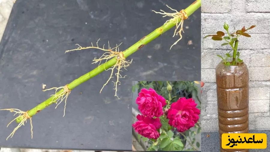 (فیلم) روش قلمه زدن گل رز: به سادگی آب خوردن کاشت و تکثیر گل رز را یاد بگیرید