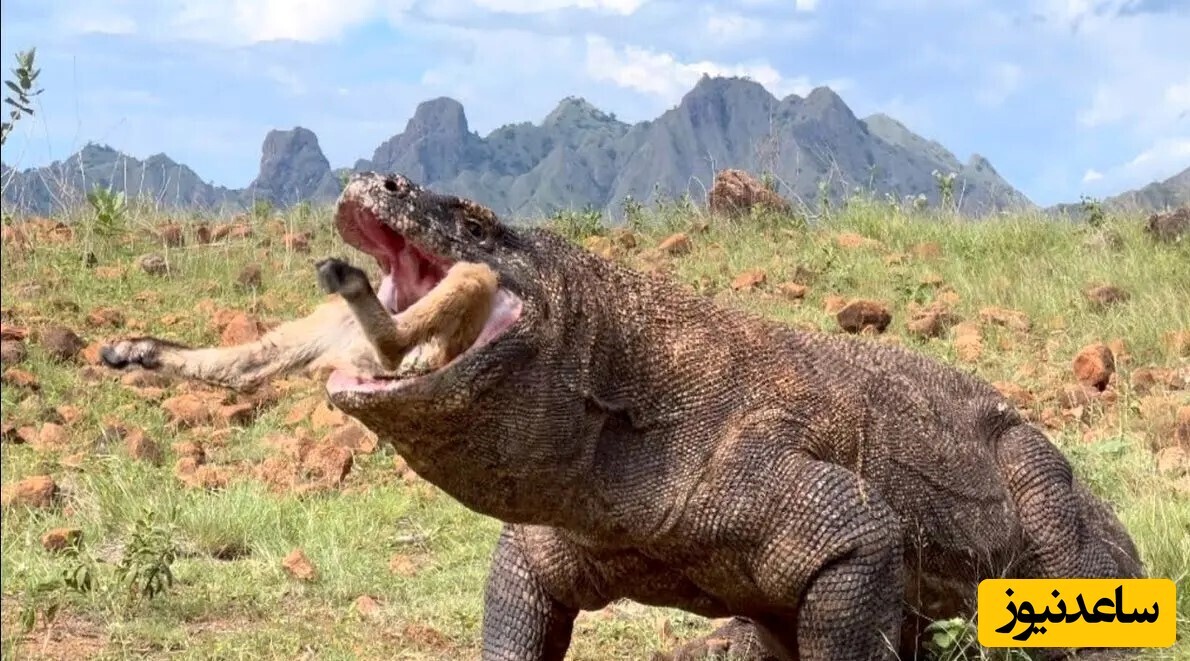 ویدیو؛ مستند حیات وحش / ضجه‌های جگرسوز آهو موقع زنده‌خواری وحشتناک توسط اژدهای کومودو