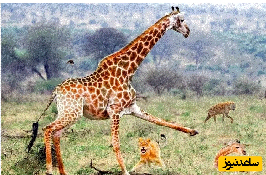 (ویدئو) حیات وحش ؛ مستند حیات وحش حیوانات/تلاش بی‌امان زرافه مادر برای نجات بچه‌اش از چنگال شیرها