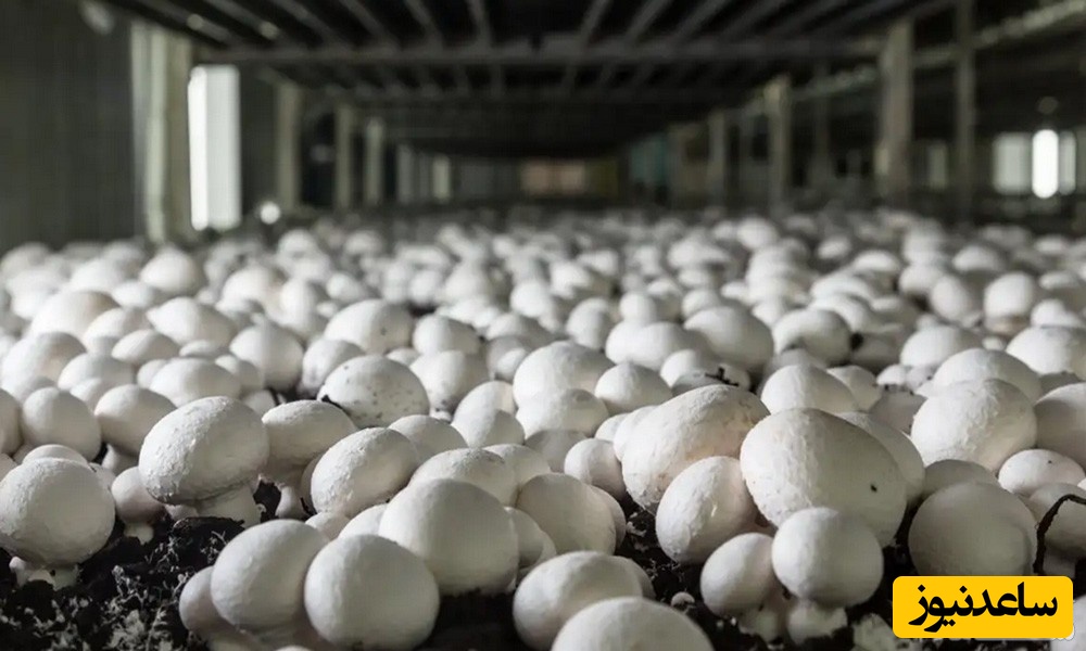 پرورش قارچ