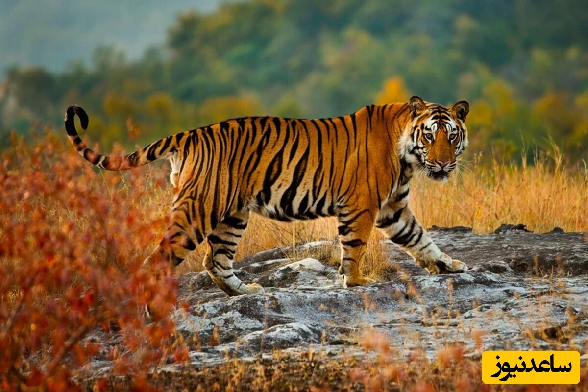 (ویدئو) صحنه‌ای از حیات وحش که وایرال شد؛ واکنش غیرمنتظره یک ببر به این حیوان همه را حیرت‌زده کرد!