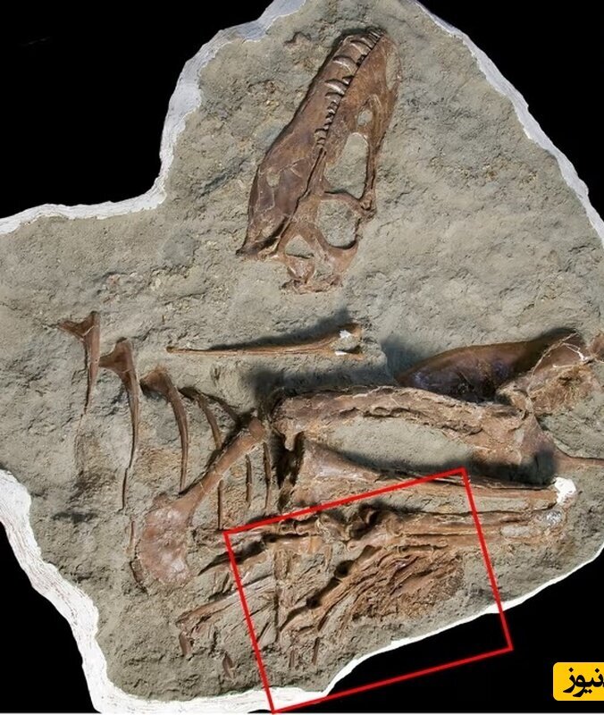قسمتی که با مربع قرمز نشان داده شده حاوی فسیل استخوان‌های جانوری است که آخرین وعدۀ غذایی تیرانوسوروس بوده است