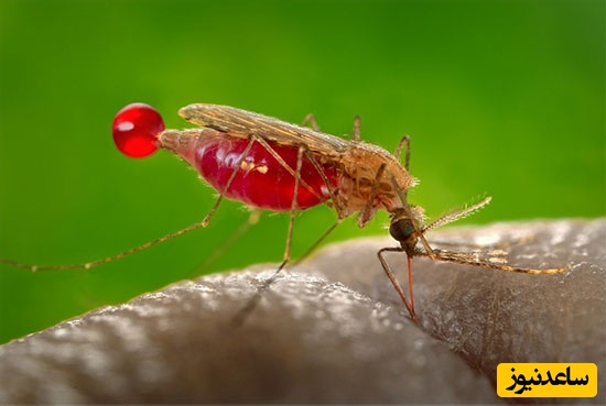 عجیبترین خبر امروز| بالگرد و پهپادگردی 40 میلیون "پشه"!/ اینجا چه خبره؟