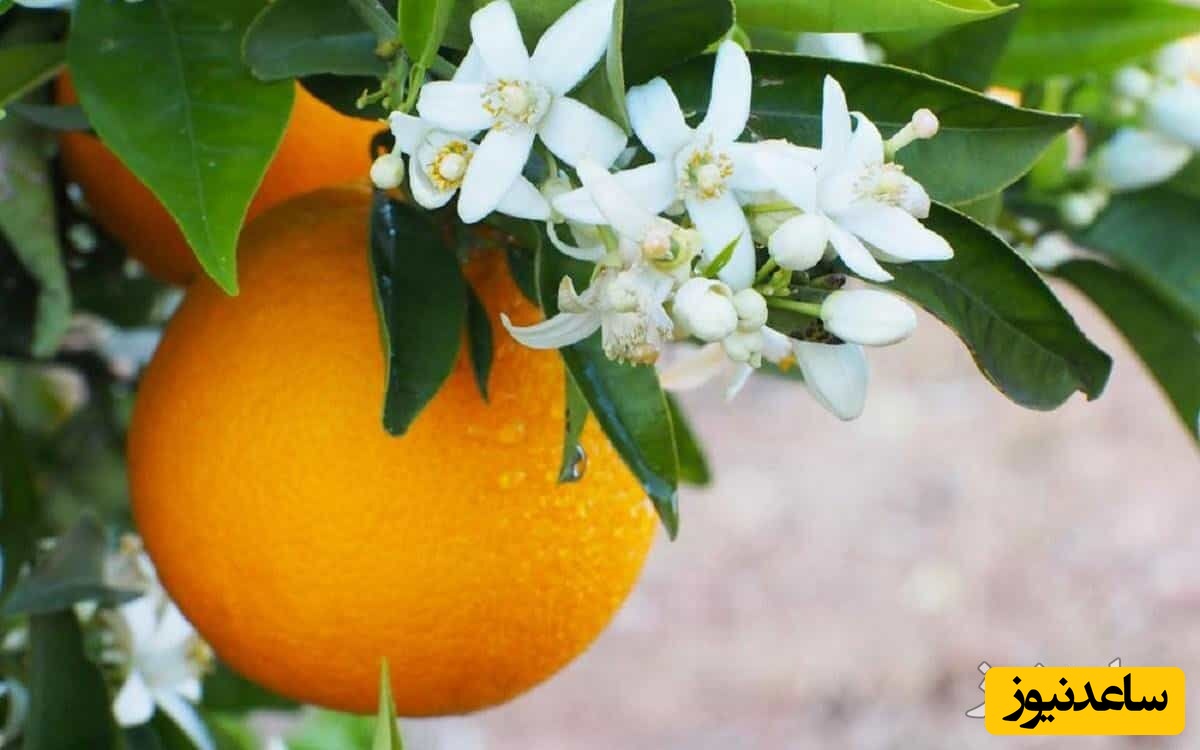 نارنج شیرازی