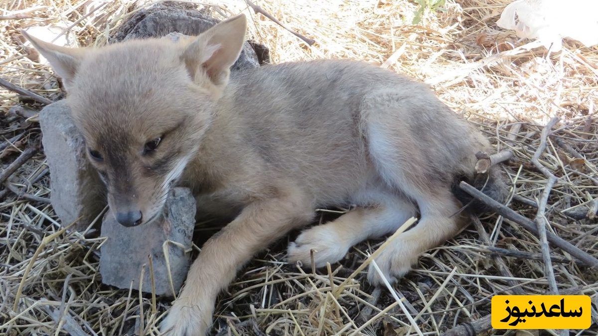 دو توله‌گرگ باستانی که بعد از 14 هزار سال از زیر خاک‌های یخ‌زده، سالم، بیرون آمدند