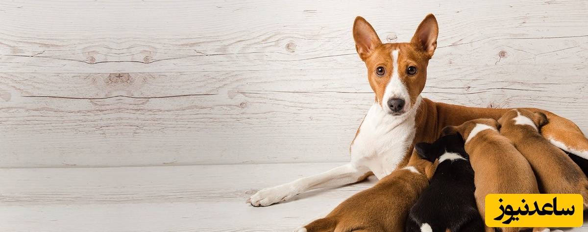 دیدن پستان حیوانات در خواب چه تعبیری دارد؟ /  تعبیر خواب پستان