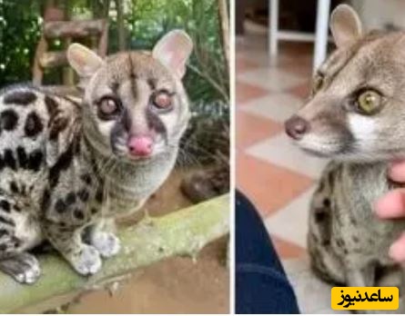 مُشکین‌گربه؛ حیوانی بامزه با حرکاتی شبیه میمون ها! +ویدئو
