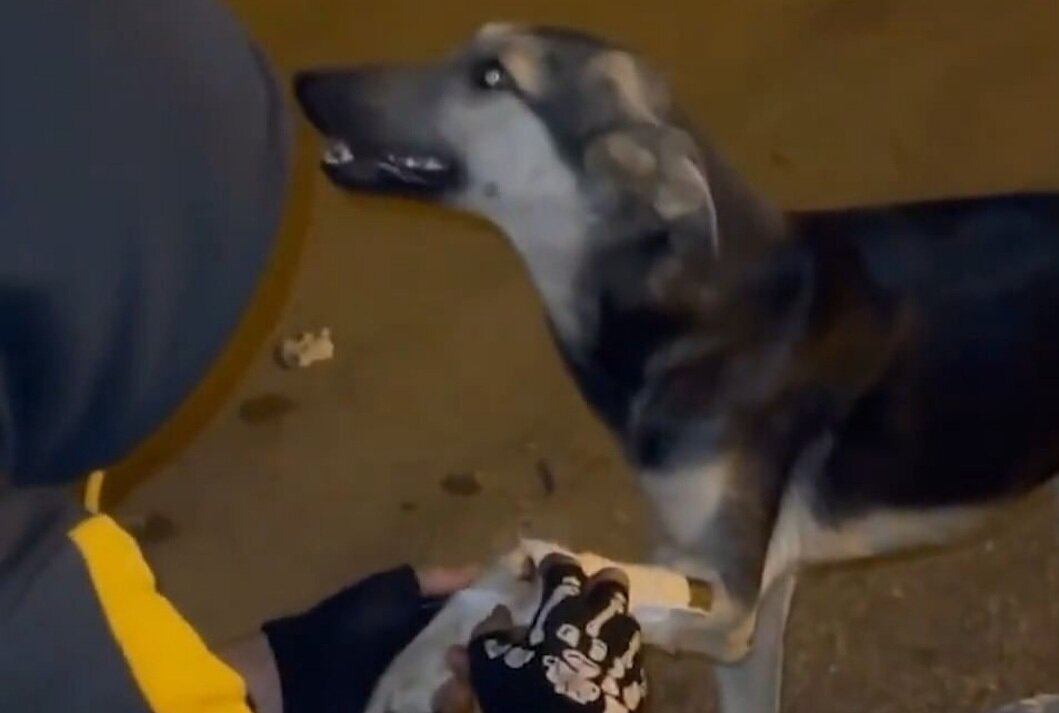 (ویدئو) کمک باورنکردنی فلسطینی مجروح به سگ آسیب دیده