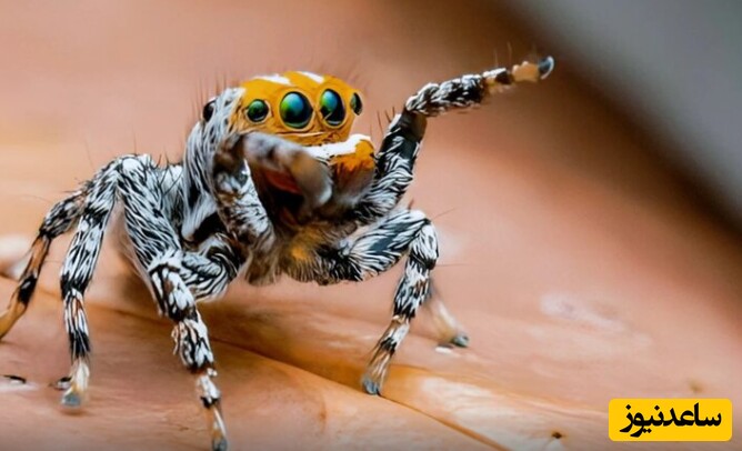 واکنش شگفت‌انگیز یک عنکبوت به مشاهده تصویر خود در آینه+ فیلم