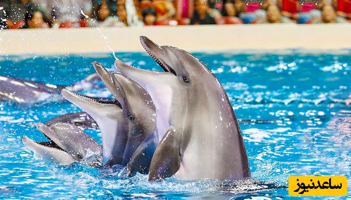 (فیلم) لحظه منحصر به فرد زایمان یک دلفین