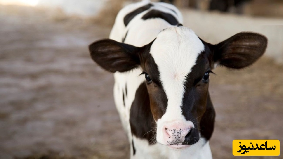 تولد عجیب ترین گوساله که شبیه به خوک است