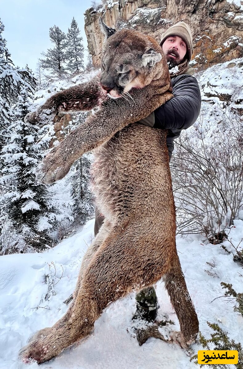 (فیلم) شلیک مستقیم به شیر کوهی که قصد حمله به یک مرد را داشت!