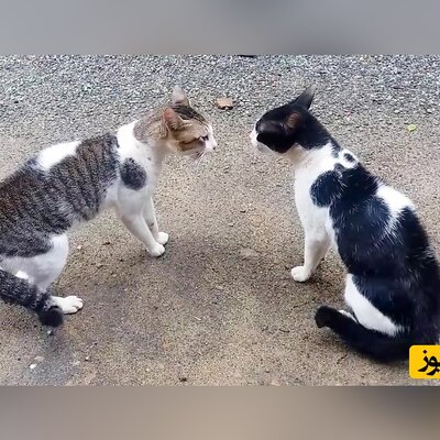 (ویدئو) دعوای ناموسی خنده دار دو گربه و پادرمیانی آقای رهگذر/ اگه جداشون نمیکرد میکشتن همدیگه رو😂