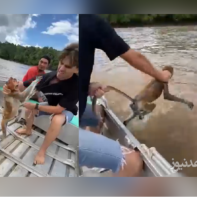 (فیلم) نجات یک میمون از غرق شدن در رودخانه!