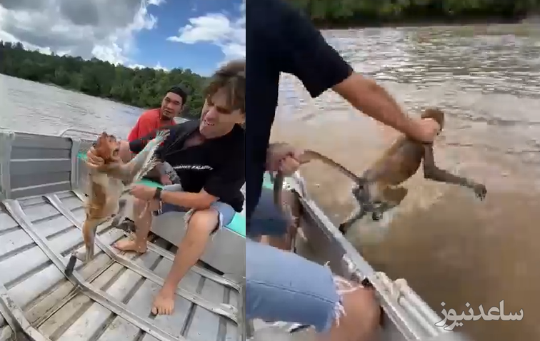 (فیلم) نجات یک میمون از غرق شدن در رودخانه!