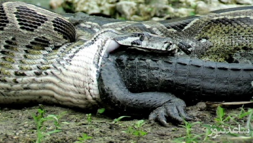 فیلم زنده خواری تمساح توسط مار پیتون/تمساح چه دست و پایی میزنه!