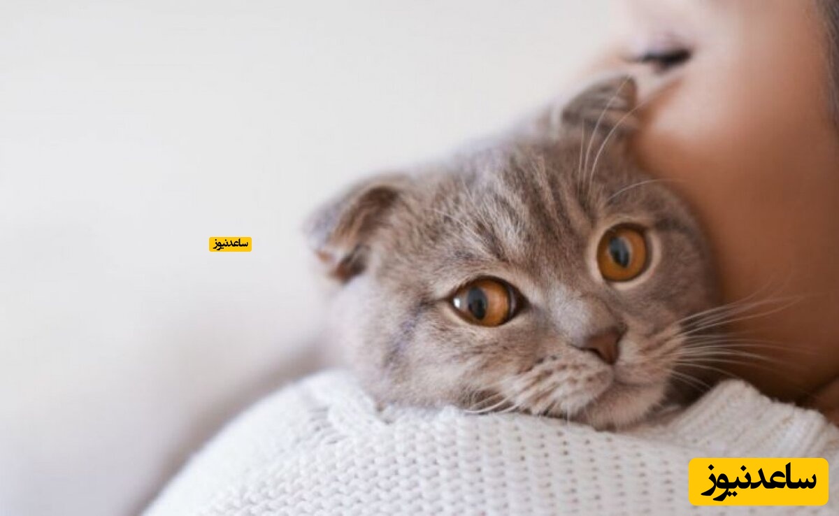 (فیلم) وابستگی عجیب گربه به امدادگری که از زیر آوار زلزله ترکیه نجاتش داد