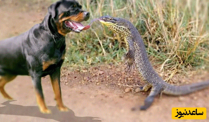 (ویدئو) حیات وحش ؛ مستند حیات وحش حیوانات/  تعقیب غیرمنتظره‌ یک سگ توسط مارمولک غول‌پیکر