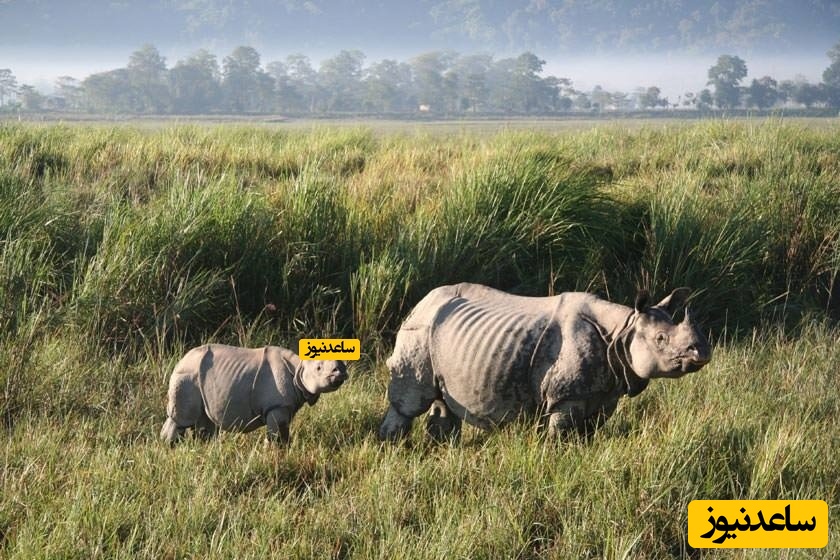 پارک ملی کازیرانگا