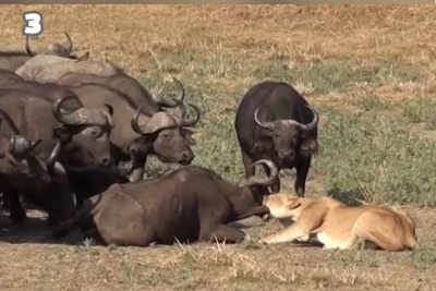 حیات وحش؛ مستند حیات وحش حیوانات / شجاعت عجیب شیر ماده قدرتمند در مقابل دو هزار بوفالو