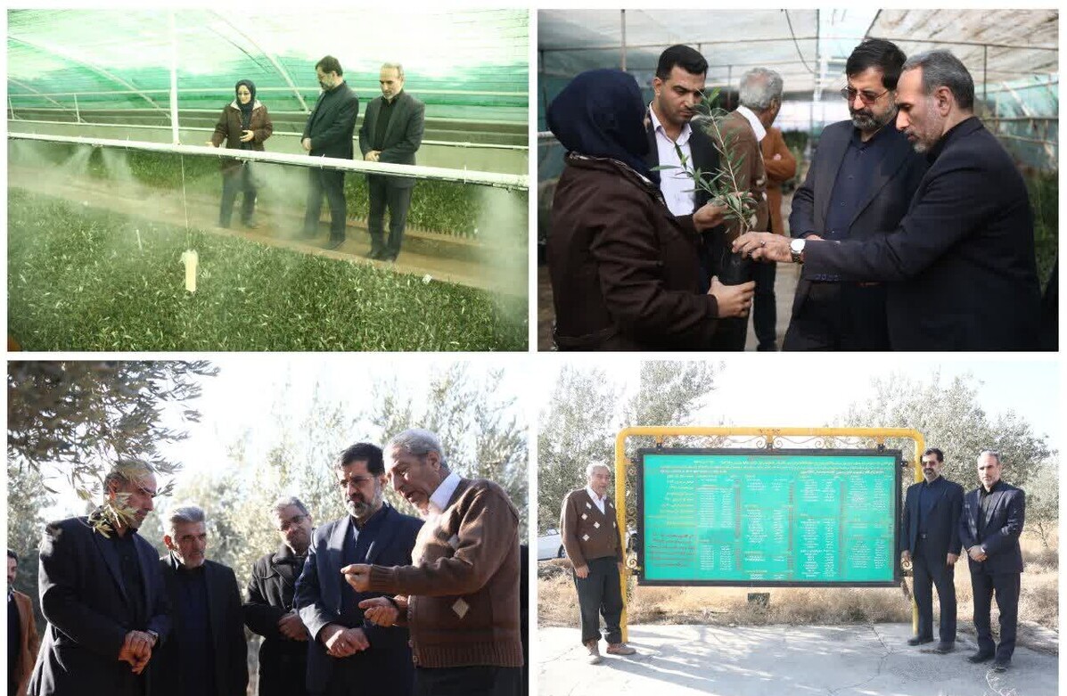 بازدید استاندار قم از مزرعه ارگانیک زیتون فدک