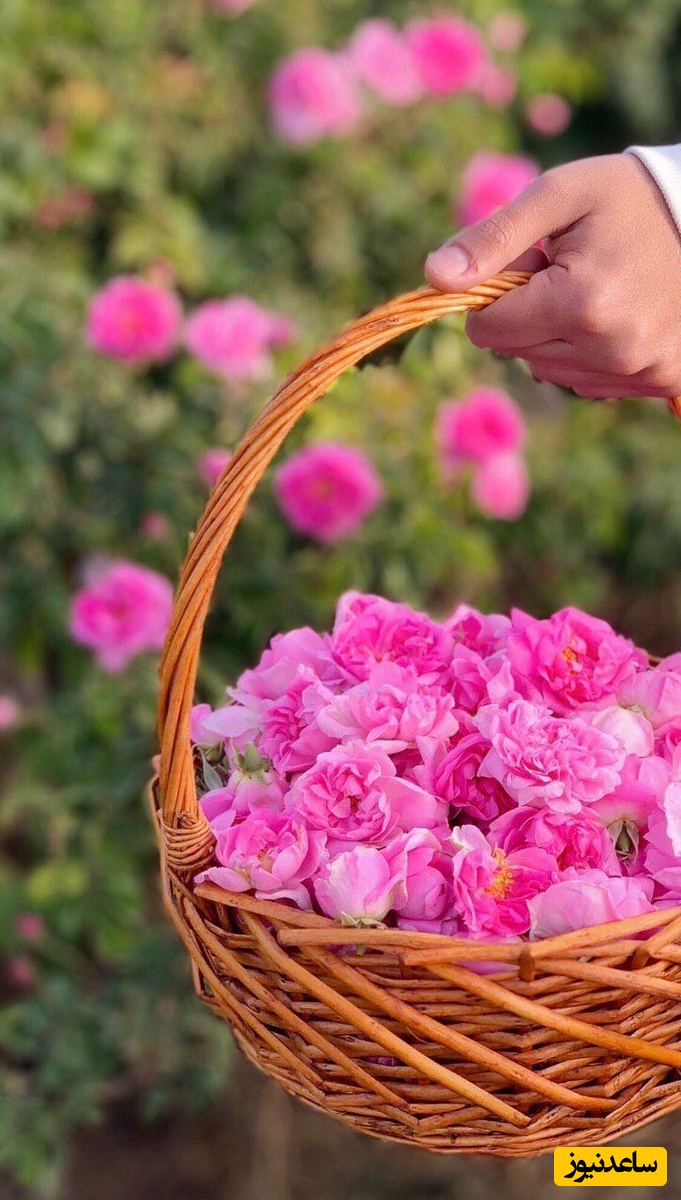 گل محمدی؛ خواص، مضرات و هر آنچه باید بدانید