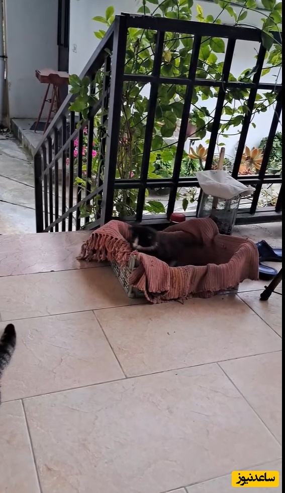 چیدمان منزل سیاوش خیرابی