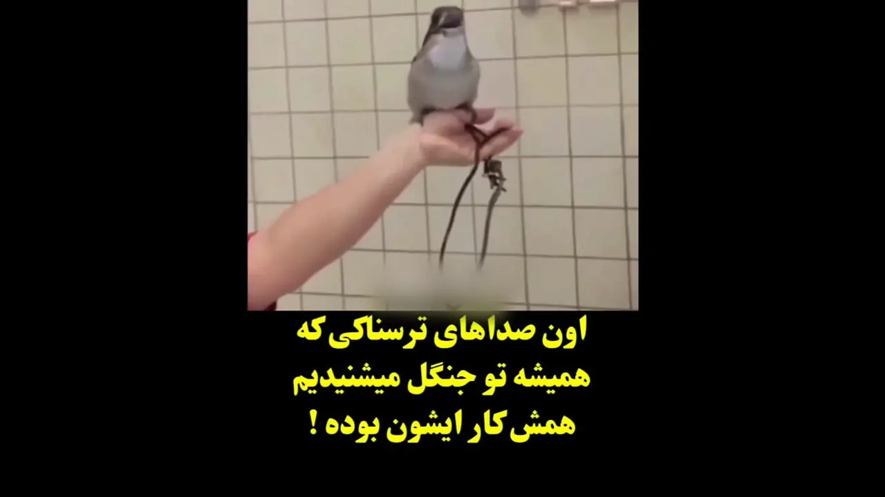 اون صداهای خنده ترسناکی که تو جنگل می شنوید کار این پرنده هست+ ویدو / تمام ترفند فیلم های ترسناک هالیوودی لو رفت😦