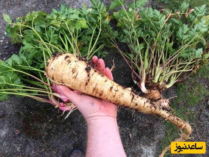 شقاقل؛ گنجینه‌ای مغذی از دل طبیعت با خواص و مضراتی که باید بدانید